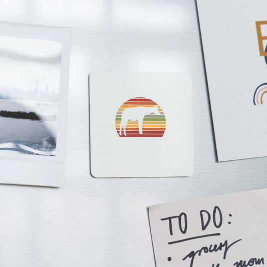 Okapi between forest and wilderness